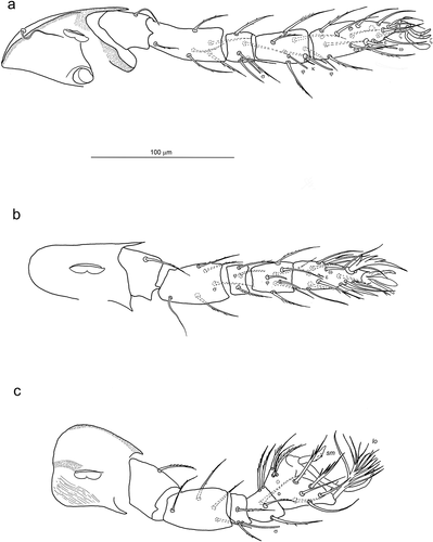 Figure 5. Hexathrombium abirami, larva. Legs (trochanter – tarsus). a) leg I. b) leg II. c) leg III. Abbreviations: lo – lophotrix, sm – smilum