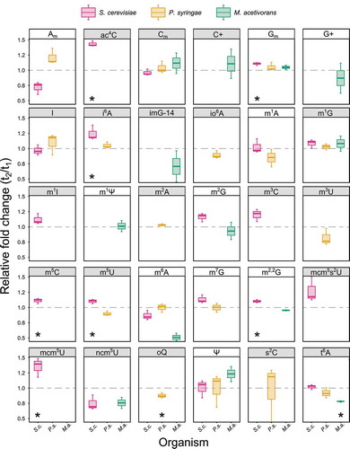 Figure 4. Relative quantification of tRNA modification changes between early exponential growth (t1) and late exponential growth phases (t2). S.c. – S. cerevisiae, P.s. – P. syringae, M.a. – M. acetivorans. Panels in grey show anticodon stem loop modifications. Grey line highlights value 1 (no change). Statistical significance was calculated using one-sample Student’s t-test and * shows values with p < 0.05 (n = 3)