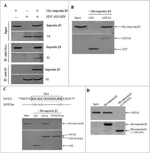 Figure 2. NDV M protein interacts with importin β1 in vivo and in vitro. (A) Reciprocal co-immunoprecipitation assay of Myc-importin β1 and NDV M protein in DF-1 cells. DF-1 cells transfected with plasmid expressing Myc-importin β1 were infected with NDV at an MOI of 0.1. Cells were lysed at 24 h post-infection, and co-immunoprecipitation assay was performed using either anti-Myc (middle panel) or anti-M (lower panel) antibodies. Immunoprecipitated proteins were detected by Western blotting using anti-M or anti-Myc antibodies. (B) The interaction between M and importin β1 was verified by GST pull-down assay. GST or GST-M or His-importin β1 protein was expressed in E. coli BL21 (DE3) and purified on Glutathione-Sepharose beads or His#Bind resins, respectively. The purified GST or GST-M protein (3 μg) was immobilized on Gluthatione-Sepharose beads and then incubated with the purified His-importin β1 (3 μg) for 2 h at 4°C. The beads were washed with transport buffer and the bound proteins were eluted from the beads and detected by Western blotting. (C and D) GST-M/NLSm or His-importin β1(△336-433) was expressed in E. coli BL21 (DE3) and then purified as described above. GST pull-down and His pull-down assays were performed to identify the interaction domains between M and importin β1.