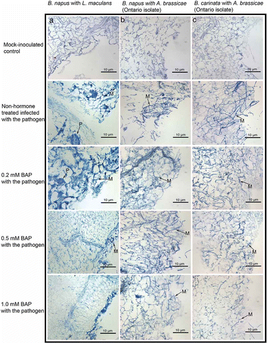 Fig. 3. Histological studies of responses of hormone-treated and untreated leaves of whole plants. Panels in (a) illustrate the effects of various concentrations of BAP on the interaction of B. napus (‘Westar’) leaves with L. maculans; with A. brassicae (Ontario isolate), (b); and B. carinata with A. brassicae (Ontario isolate), (c). The arrows with M indicate fungal mycelia, and P indicate pycnidia.