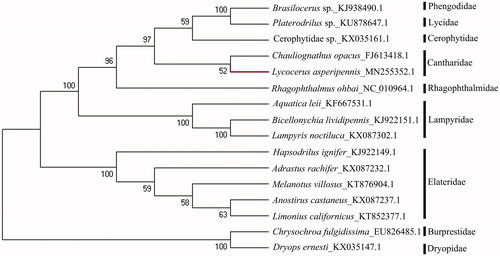 Figure 1. The phylogenetic tree of 16 species of Elateroidea, Dryopidaeand Buprestidae based on 13 PCGs of mitochondrial genome sequence.