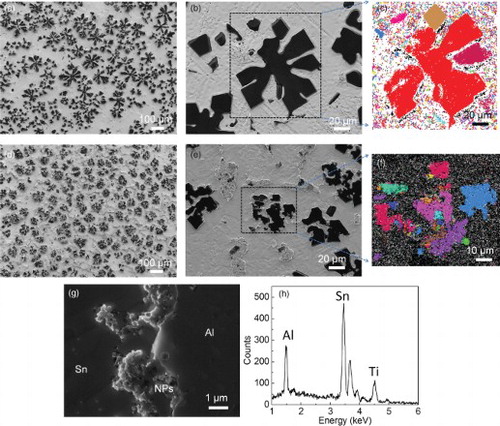 Figure 2. The morphology and structure of the Al phase and distribution of nanoparticles. (a–f) The morphology and structure of the Al phase in Sn–6.8Al with 0 (a–c) and 2 vol.% of TiC0.7N0.3 nanoparticles (d–f). Dark phases in (a), (b), (d) and (e) are Al, taken by an SE2 detector; (c) and (f) are EBSD images (different color indicates different grains). (g) SEM image of the interface region between primary aluminum and tin matrix in Sn–6.8Al with 2 vol.% of the TiCN nanoparticles sample, showing distribution of nanoparticles (NPs). The white circle highlights one nanoparticle inside the Al phase. To see nanoparticles clear, the image is taken by in-lens detector. (e) EDS spectrum of the particles in (g).