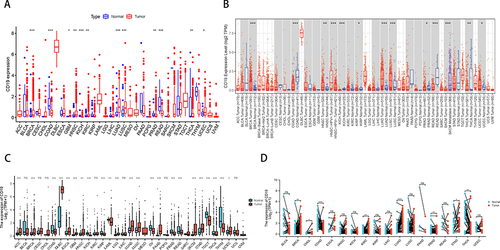 Figure 1 The mRNA expression levels of CD19 in both healthy tissues and cancerous tissues. (A) Comparison of CD19 expression differences among 24 types of cancer and adjacent tissues using data from the TCGA database. (B) Expression differences in CD19 between tumor and normal tissues in 21 cancers were obtained from the TIMER database. (C) The differential expression of CD19 between tumor and normal tissues in 31 cancers was compared in the TCGA and GTEx databases. (D) Differential expression of CD19 in tumor and paired normal samples. *p < 0.05, **p < 0.01, ***p < 0.001. ns, not statistically significant.