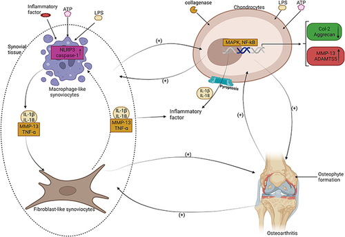 Figure 3 OA is a condition that involves the breakdown of cartilage in the joints. The role of pyroptosis, which is the rupture of cells, in the progression of OA has been studied. MLS and chondrocytes, which are cells in the joints, can detect foreign substances and activate an inflammatory response through the assembly of NLRP3 inflammasome. This can lead to the rupture of synoviocytes and the release of inflammatory factors that cause synovial fibroblasts to be affected. In addition, chondrocytes can activate MAPK and NF-κB signaling pathways, leading to the expression of MMP13 and ADAMTS5 while reducing the synthesis of Col-2 and Aggrecan, which are important components of cartilage. Pyroptosis of chondrocytes can also result in the release of inflammatory factors such as IL-1β and IL-18, which fuel each other in a vicious cycle, leading to the formation of osteophytes and worsening of OA.