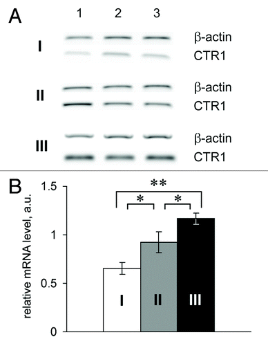 Figure 5. Relative CTR1 mRNA level in the small intestines of Min mice. I and white bar, control; II and gray bar, tissues surrounding the adenoma; III and black bar, adenomas of Min mice. *P < 0.05. **P < 0.0001.