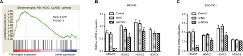 Figure 5 Effects of RTKN shRNA on HDAC1 expression.Notes: (A) GSEA plot showed that the HDAC Class I pathway was strongly associated with RTKN expression on TCGA GC dataset. (B, C) The mRNA levels of HDAC Class I members in MKN-45 and SGC-7901 cells transduced with shRTKN#1 (shRTKN) or shNC. *P<0.05, **P<0.01, ***P<0.001 vs shNC.Abbreviations: GC, gastric cancer; GSEA, gene set enrichment analysis; HDAC, histone deacetylase; TCGA, The Cancer Genome Atlas.