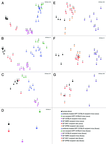 Figure 1. Comparison of the global bacterial communities between the human-donor and the recipient animals using non-metric multidimensional scaling (nMDS) ordination. (A–D) Similarity between the global bacterial community of the human-donor, antibiotic-treated SPF C57BL/6 recipient mice, non-recipient SPF C57BL/6 mice, GF C57BL/6 recipient mice and GF WKY recipient rats in the first experiment where similarities in bacterial structures were assessed using the Bray-Curtis similarity algorithm on (A) abundance T-RFLP data comprising 168 T-RFs, (B) presence/absence T-RFLP data comprising 168 T-RFs, (C) RT-qPCR data, (D) pyrosequencing data comprising 290 phylotypes. (E–G) Similarity between the global bacterial community of the human-donor, GF WKY recipient rats, GF SPRD recipient rats and GF NMRI recipient mice in the second experiment, using (E) abundance T-RFLP data comprising 58 T-RFs, (F) presence/absence T-RFLP data comprising 58 T-RFs, (G) RT-qPCR data. All symbols represent the bacterial community at the time of being sacrificed. The number above the symbol indicates the individual animal (Table 1), while the Roman numeral above the black dots indicates the human-donor bacterial community on each day the respective community was administered. The multiple human-donor points represent the community structure of the stored sample over several days. Stress values between 0 and 0.1 indicate very good ordination power with little chance of misinterpretation.