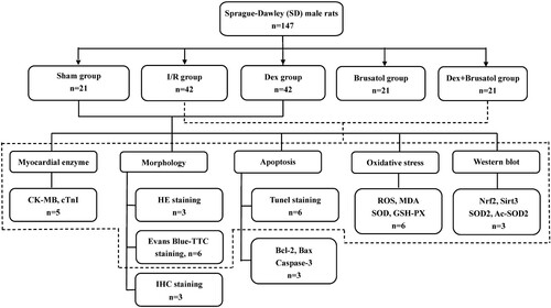 Figure 1. Flow chart of the study. The solid lines represent the experimental sections in Figure 2–4. The dashed lines represent the experimental sections in Figures 5 and 6. The number of rats shown in the flow chart is the final number included in each group. The specific allocation scheme is detailed in methods of the manuscript.