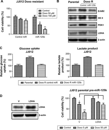 Figure 7 Overexpression of miR-125b resensitizes doxorubicin resistant chondrosarcoma cells through the inhibition of glucose metabolism.