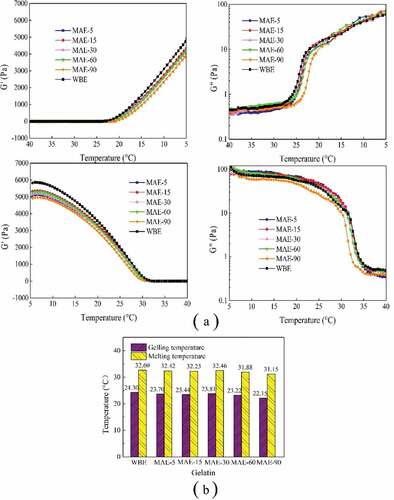 Figure 4. Rheological properties of rabbit skin gelatin: (a) elastic modulus (G’) and loss modulus (G″) and (b) gelling and melting temperatures. The temperature was cooling from 5°C to 40°C and heating from 40°C to 5°C. WBE: gelatin obtained by water bath extraction; MAE-5, MAE-15, MAE-30, MAE-60, and MAE-90: gelatin obtained by microwave-assisted extraction with an extraction time of 5, 15, 30, 60, and 90 min, respectively