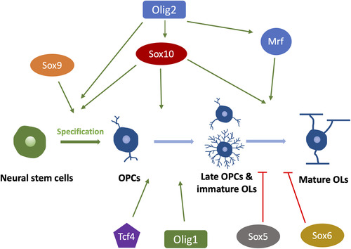 Figure 6 Schematic of Transcriptional Regulations in Different Stages of the OL Lineage Development. Arrows (→) indicate positive regulations, and the symbol (T) represents negative regulations. OPCs, oligodendrocyte precursor cells. OLs, oligodendrocyte. TFEB, transcription factor EB.