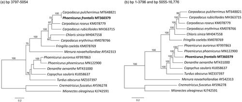 Figure 1. ML phylogenies of oscine passerines (passeriformes) based on (a) positions 3797–5054 (1258 bp) of mitogenome MT360379, (b) mitogenomes excluding positions 3797–5054. Numbers along branches represent bootstrap support values (>70%) based on 1000 pseudoreplications. Note the different position of phoenicurus frontalis (MT360379) in the two gene trees.