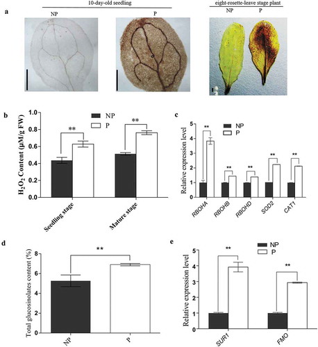 Figure 3. ROS and GSL in non-primed and primed plants.(a) DAB staining of leaves from Arabidopsis seedlings and mature plants with (P) or without (NP) 100 mM NaCl for 10 days; DAB staining of non-primed or primed plants at eight-rosette-leave stage. The scale bar represents 1 mm. (b) H2O2 content in non-primed plants. (c) Relative expression levels of RBOHA, RBOHB, RBOHC, SOD2 and CAT1 in non-primed and primed Arbidopsis at eight-rosette-leave stage. (d) Total glucosinolate content in Arabidopsis at eight-rosette-leave satge. (e) The expression of key genes SUR1 and FMO (FMOGS-OX3) related to glucosinolate synthesis in leaves of non-primed and primed plants at eight-rosette-leave stage. All tests were replicated three times. Error bars indicate the standard deviation. **differences are significant (P < .01) by Dunnett’s multiple comparison test.