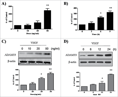 Figure 1. VEGF promotes ADAM-33 expression at both mRNA and protein level. ASM cells were incubated with indicated doses of VEGF for 9 h, and then real-time PCR performed. The values are normalized relative to the GAPDH standard (A). ASM cells were incubated at indicated times of VEGF (50 ng/ml), and then real-time PCR performed (B). ASM cells were incubated with indicated doses of VEGF for 24 h (C). ASM cells were incubated at indicated times of VEGF (50 ng/ml), and then western blotting analysis for ADAM-33 was performed. β-actin was used as a loading control (D). All data are representative of 3 independent experiments. Values represent the means ± SEM. *P < 0.05, **P < 0.005 vs. control.