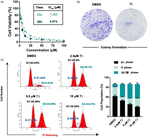 Figure 5. 7j inhibited MDA-MB-231 cells proliferation and induced G2/M cell cycle arrest. (A) Cell viability were measured by MTT assay after 7j treated for 24 h and 48 h. (B) Colony formation assay of DMSO or 7j treated MDA-MB-231 cells. (C) MDA-MB-231 cells treated with 2.5, 5, 10 μM 7j for 48 h and subjected to cell cycle analysis following treatment with propidium iodide.