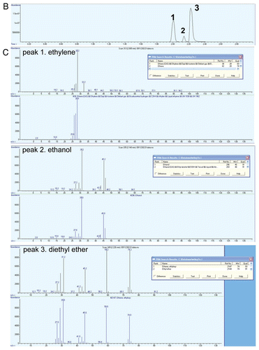 Figure 1B and C Quality of ethylene prepared from ethephon decomposition and ethanol dehydration. (B) Chromatogram of gas species collected from ethanol dehydration by sulfuric acid. (C) Gas species produced by ethanol dehydration were each subjected to MS (mass spectrometry) and ethylene (peak 1), ethanol (peak 2) and diethyl ether (peak 3) are identified.