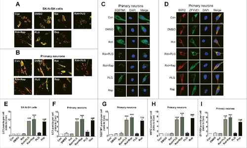 Figure 6. PLG induces autophagy by increasing PtdIns3K complex activity. SK-N-SH cells and rat primary neurons were treated with rotenone. PLG was added 2 h later at 0.1 μM for 24 h. Rapamycin (Rap; 40 nM for 6 h), an autophagy agonist, served as a positive control. (A, B) Autophagy evaluated by counting fluorescent LC3 puncta in SK-N-SH cells (A) and primary neurons (B). (C)Immunofluorescence analysis of SQSTM1 to evaluate autophagy in primary neurons. Nuclei were counterstained with DAPI. (D) Transfection of GFP-ZFYVE1 plasmid and immunofluorescence detection of WIPI2 to evaluate PtdIns3K complex activity in primary neurons. Nuclei were counterstained with DAPI. (E, F) Quantification of LC3 puncta in SK-N-SH cells (E) and primary neurons (F). (G) Quantification of SQSTM1 puncta in primary neurons. (H, I) Quantification of WIPI2 (H) and ZFYVE1 (I) puncte in primary neurons. Bar: 25 μm (A, B) and 10μm (C, D). Data are expressed as the mean ± SD (one-way analysis of variance). ###P<0.001 vs. control (Con), ***P<0.001 vs. rotenone (Rot) (n = 3).