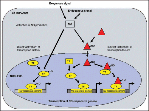 Figure 1 Model illustrating the regulation of NO-responsive genes. NO production is induced by exogenous or endogenous signals. The produced NO can activate transcription factors directly or indirectly. In both cases, the transcription factors bind to its specific NO-responsive element, such as WRKY, GBOX, OCSE and/or OPAQ. TF: transcription factor.