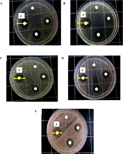 Figure 1. Effect of TM in combination with AmB on growth of Candida sp. Growth inhibition zones on MHA.