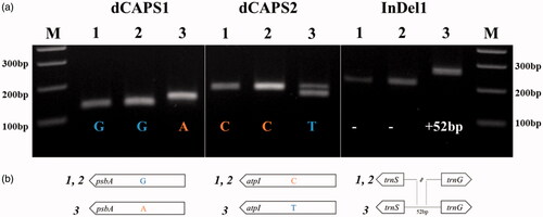 Figure 2. DNA marker validation and polymorphisms. (a) Agarose gel electrophoresis using three primer combinations. Detailed marker information including restriction enzymes and product sizes is provided in Table 1. M indicates 100 bp DNA ladder. 1, 2, and 3 indicate R. longisepalus Nakai, R. longisepalus var. tozawai and R. hirsutus, respectively. (b) Schematic diagram for the polymorphic sites between R. longisepalus and R. hirsutus.