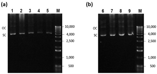 Figure 3. Agarose gel electrophoresis of cell lysate of the batch fermentation. Glucose culture (a) lanes 1–5 correspond to time 0, 2, 4, 5, and 5.5 h respectively. Glycerol culture, (b) lanes 6–9 correspond to 0, 2, 4 and 5 h respectively. (M) Molecular weight marker.