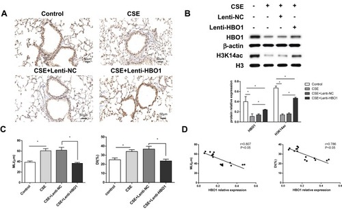 Figure 2 HBO1 expression in mice. (A) IHC staining of HBO1 in lung tissues of mice in each group. Control: mice exposed to PBS. CSE: mice exposed to CSE. CSE+Lenti-NC: mice exposed to CSE and negative control virus. CSE+Lenti-HBO1: mice exposed to CSE and HBO1 virus. (B) The levels of total HBO1 and H3K14ac protein in specimens were measured by Western blot. (C) Morphometric measurements of MLI (μm) and DI (%) were performed in each group. (D) Correlation analysis of MLI and DI with HBO1 expression in mice. Results are expressed as mean±SD. *P<0.05.