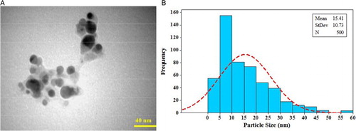 Figure 7. (A) TEM image of Silver nanoparticles synthesized by P. harmala extract (B) Particle size distributions of synthesized AgNPs.