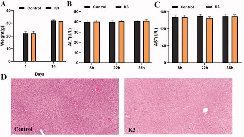 Figure 8. Results of in vivo acute toxicity evaluation. (A) Body weight of ICR mice (g) ‒ measurement time point (day); (B) ALT activity at 8, 22 and 36 h after single dosing (control) or K3; (C) AST activity at 8, 22 and 36 h after single dosing (control) or K3; (D) Histomorphological observation of mouse liver treated with K3 vector (control); The HE-stained field was 100 µM.