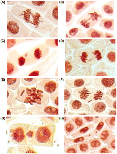 Figure 6. (Color online) Mitotic and chromosome abnormalities and micronuclei in root meristematic cells of A. cepa: bridges (A, B), acentric fragment (C), double fragments (D), lagging chromosomes (E, F) and micronuclei (G, H).