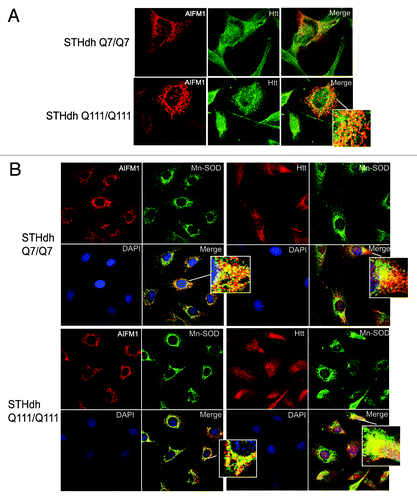 Figure 4. Htt and AIFM1 partially co-localize in association with mitochondria. (A) STHdh Q7/Q7 (top) and Q111/Q111 (bottom) cells were fixed 48 h after plating. Confocal immunofluorescent detection of Htt with 2166 monoclonal antibody is shown in green (Alexa Fluor 488); detection of AIFM1 with polyclonal specific antibody is shown in red (Alexa Fluor 555); Yellow staining in merged images demonstrates partial co-localization. (B) Confocal immunofluorescent images of STHdh Q7/Q7 (top) and Q111/Q111 (bottom) cells. Detection of AIFM1 with polyclonal specific antibody and of Htt with rabbit polyclonal antibody to Htt epitope 1–17 are shown in red (Alexa Fluor 555); detection of Mn-SOD with mouse monoclonal antibody is shown in green (Alexa Fluor 488); The nuclear staining (DAPI) is shown in blue; Yellow staining in merged images demonstrates partial co-localization of Htt and AIFM1 with mitochondrial marker Mn-SOD.