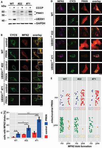 Figure 12. Loss of UBXN1 leads to para-mitochondrial accumulation of MFN2 interfering with PRKN translocation. (A) wild-type (WT) and UBXN1-/- HeLa cells (#22 and #71) without ectopic PRKN expression were treated with 25 µM CCCP for 6 h. Whole cell lysates were analyzed by western blotting using anti-PINK1, anti-UBXN1 and anti-GAPDH antibodies. (B) wild-type (WT) and HeLa UBXN1-/- clone 22 (#22) and clone 71 (#71) cells were transfected with an expression plasmid for mCherry-PRKN or control vector, fixed, stained using rabbit anti-MFN2 antibodies and mouse anti-CYCS antibodies and imaged by confocal microscopy. Shown are representative images from three independent experiments. Scale bar: 20 µm. (C) Percentage of cells with MFN2 blobs in mCherry-PRKN or control transfected wild-type, HeLa UBXN1-/- clone 22 and clone 71 cells. The bar graph shows data from three independent experiments with 28 to 68 cells per condition. Statistical significance was tested by unbalanced two-way ANOVA followed by Student’s t-test with “fdr” adjustment for multiple testing. (D) HeLa cells and cells of HeLa UBXN1-/- clone 22 (#22) and clone 71 (#71) were transfected with expression plasmid for mCherry-PRKN and treated for 60 min with 25 µM CCCP, fixed, stained using rabbit anti-MFN2 antibodies and mouse anti-CYCS antibodies and imaged by confocal microscopy. Shown are representative images from three independent experiments. Scale bar: 20 µm. (E) Dot blot to depict correlation between MFN2 blob formation and PRKN translocation to depolarized mitochondria in cells of panel D. Data shown are derived from three independent experiments with 81 to 116 cell per condition. Statistical significance was ascertained using the chi-squared test.