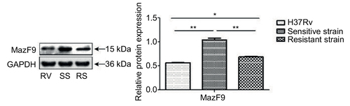 Figure 7 MazF9 protein expression in drug-sensitive and drug-resistant MTB strains.