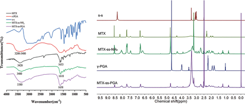 Figure 3. Synthesis of materials, FTIR spectra of MTX, γ-PGA, s-s, MTX-ss-NH2, MTX-ss-PGA on the left and 1 H NMR of MTX, γ-PGA, s-s, MTX-ss-NH2, MTX-ss-PGA on the right.