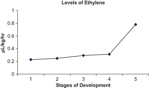 FIGURE 2 Changes in the levels of ethylene in C. dichotoma fruit during successive stages of growth and ripening.