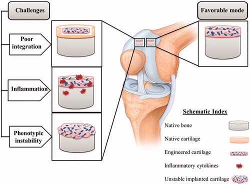 Figure 4. Three major challenges in cartilage tissue engineering: poor integration, inflammation and phenotypic instability.