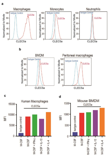 Figure 1. Characterization of CLEC5A expression on primary myeloid cells (a) FACS plots showing expression of CLEC5A on human primary monocyte-derived macrophages, monocytes, and neutrophils. (b) FACS plots showing expression of CLEC5A on mouse BMDMs and peritoneal macrophages. (c and d) Effect of human and mouse macrophage polarization states on CLEC5A expression. (A) Three panels of FACS histogram of CLEC5A expression on human macrophages (left panel, high signal), monocytes (central panel, moderate signal), and neutrophils (right panel, minimal signal). (B) Two panels of FACS histogram of CLEC5A expression on murine BMDMs (left panel), and murine peritoneal macrophages (right panel). (c). Bar graph with individual bars representing mean fluorescence intensity (MFI) of anti-CLEC5A staining on human macrophages with various treatments. (d). Bar graph with individual bars representing mean fluorescence intensity (MFI) of anti-CLEC5A staining on murine BMDMs with various treatments.