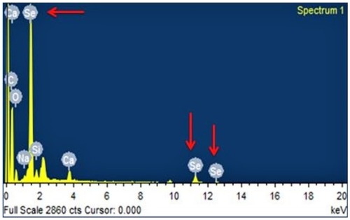 Figure 6 Energy Dispersive X-Ray Spectroscopy analysis graph depicting energy on X-axis and number of counts on Y-axis representing elemental composition of Foeniculum vulgare Mill.-derived selenium nanoparticles. Selenium spectrum peaks are shown by arrows.