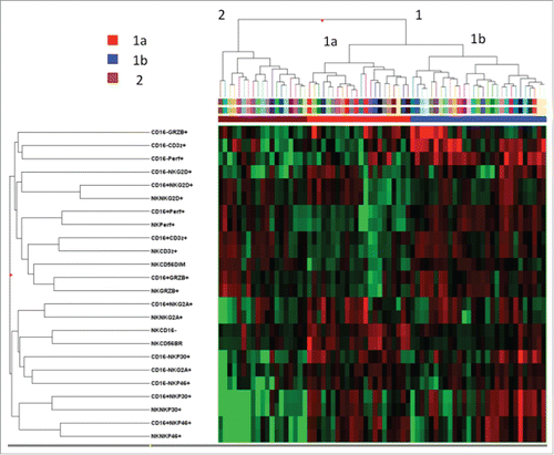 Figure 2. Hierarchical clustering analysis of 24 NK-cell phenotypic markers in patients with HCV-linked HCC. The heat map represents the frequency of each phenotype (higher expression in red and lower expression in green). Clustering analysis was done after median centering on both the tested markers and patients using Ward's linkage and Euclidean distance.