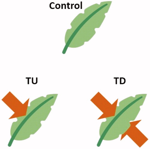 Figure 1. Schematics of transpiration inhibition treatments used in this study (Control: control plot, TU: treatment applied on the upper sides of the leaves, TD: treatment applied on double sides of the leaves).