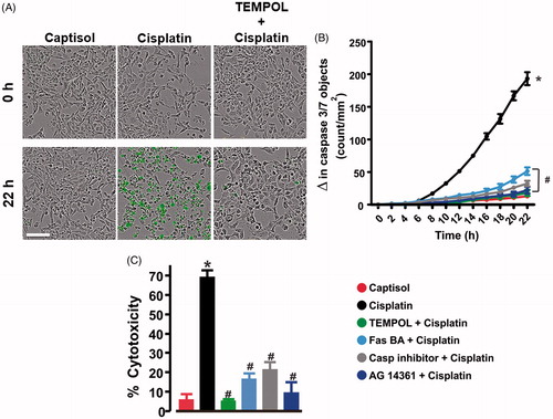 Figure 5. ROS scavenger mitigates cisplatin-induced human proximal tubule cell death. (A) Live content cell images (phase contrast and green fluorescent staining of nuclear DNA in apoptotic cells), and (B) kinetic curves (n = 5 each) demonstrating that cisplatin (30 µM) induces time-dependent increase in caspase-3/7 activity in HK-2 cells; effects abrogated by TEMPOL (1 mM), Fas blocking antibody (Fas BA; 10 µg/mL), caspase (Casp) inhibitor (Ac-DEVD-CHO; 50 µM), and AG 14361 (PARP1 inhibitor; 300 nM). (C) bar graphs (n = 5 each) summarizing percent cytotoxicity (LDH release) in Captisol (vehicle control)-, cisplatin (30 µM)-, and TEMPOL (1 mM) + cisplatin-, Fas BA (10 µg/mL) + cisplatin-, Casp inhibitor (50 µM) + cisplatin-, and AG 14361 (300 nM) + cisplatin-treated HK-2 cells. *p < .05 vs. Captisol; #p < .05 vs. cisplatin. Scale bar =50 µm.