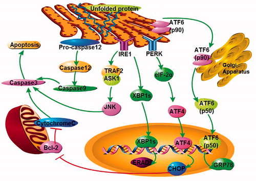 Figure 1. ER stress pathways. The accumulation of misfolded proteins in the ER activates the three typical signal pathways, PERK–eIF2–ATF4 pathway, IRE1–XBP1 pathway and ATF6 pathway as well as caspase 12.
