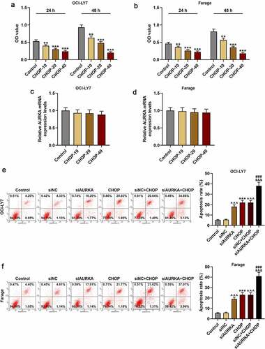 Figure 3. CHOP reduced the viability and promoted apoptosis of DLBCL cells, and silencing AURKA enhanced the effects of CHOP on DLBCL cell apoptosis. (a-b) After treatment with CHOP (0, 10, 20 and 40 ng/mL) and cultured for 24 h and 48 h, the cell viability of OCI-LY7 (a) and Farage (b) cells was detected by CCK-8 assay. (c-d) After treatment with CHOP (0, 10, 20 and 40 ng/mL), the expression of AURKA in OCI-LY7 (c) and Farage (d) cells was detected by qRT-PCR, and GAPDH worked as internal control. (e-f) After transfection with siAURKA or siNC and treatment with CHOP (20 ng/mL), the apoptosis of OCI-LY7 (e) and Farage (f) cells was detected by flow cytometry. All experiments were repeatedly performed over 3 times. Experimental data were expressed by mean ± standard deviation (SD). (**P < 0.01, ***P < 0.001; ^^^P < 0.001; ###P < 0.001; &&&P < 0.001; * vs. Control group; ^ vs. siNC group; # vs. siAURKA group; & vs. siNC+CHOP group) (CHOP: cyclophosphamide, doxorubicin, vincristine, and prednisone; AURKA: Aurora-kinase-A; DLBCL: diffuse large B-cell lymphoma; qRT-PCR: quantitative real-time polymerase chain reaction; siAURKA: short interfering RNA targeting AURKA; siNC: negative control of siAURKA; CCK-8: cell counting kit 8; h: hours)