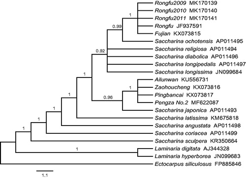 Figure 1. Phylogenetic tree constructed based on combined 35 mtDNA protein-encoding genes using Bayesian analysis.