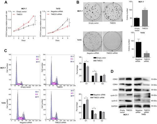 Figure 5 Effects of overexpression and knockdown of TMED3 on cell proliferation and cell cycle progression in breast cancer cells.Notes: (A) Proliferation in MCF-7 and T47D cells was detected using the CCK-8 assay. (B) The effect of TMED3 on MCF-7 and T47D cells proliferation was measured using the colony formation assay. (C) Flow cytometry showing overexpression of TMED3 induced cell cycle arrest in MCF-7 and T47D cells. (D) Western blot showing the levels of relevant cell cycle proteins in MCF-7 and T47D cells. *P<0.05.