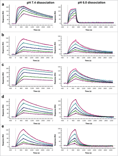 Figure 2. SPR sensorgrams of pH-dependent antigen binding antibodies binding to cognate antigens and 1:1 kinetic model fit overlays. (a-e) Binding measurements of 10-min antigen association and 45-min dissociation at pH 7.4 (left panels) and pH 6.0 (right panels) for anti-PCSK9 mAb A (a), mAb B (b), and mAb C (c), and anti-CTGF mAb D (d) and mAb E (e), respectively. The colored lines represent the binding response signals at different antigen concentrations (100 nM, red; 50 nM, teal; 25 nM, blue; 12.5 nM, green; and 6.25 nM, pink), and the overlaid black lines represent the fitted curves.