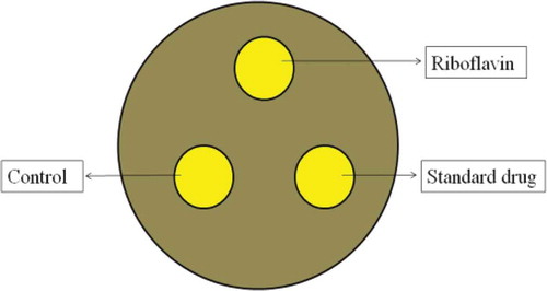 FIGURE 1 Experimental design and analysis of plates. Kirby-Bauer discs were used as a reference point with two sterile paper discs and one standard antibiotic disc. The zone of inhibition of each pathogens were measured by the diameter of the surrounding clear zone around the 6 mm disc in millimeters.