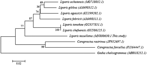 Figure 1. The neighbour-joining (NJ) gene tree was constructed with MEGA using the CO1 partial gene sequence, which was compared with the gene tree of our previous study (Sim et al. Citation2020). The gene tree of Liparis tessellatus along with other Liparidae species was generated based on the CO1 partial gene sequences derived from the mitochondrial genome using the NJ analysis. Bootstrap replicates were conducted 10,000 times.
