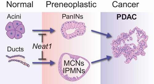 Figure 1. The role of Neat1 in suppressing transformation in pancreatic cancer