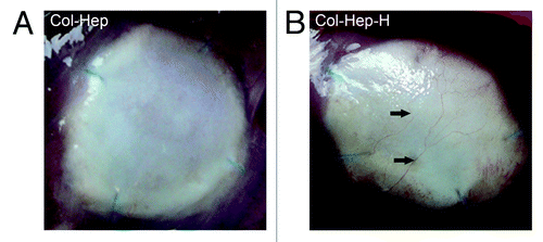 Figure 3. Macroscopical view of Col-Hep (A) and Col-Hep-H (B) scaffolds at 12 weeks after implantation. Arrows point at blood vessels at the lung side of Col-Hep-H scaffolds, which were not observed on Col-Hep scaffolds. Blue lines are non-absorbable sutures. Hep he,parin; H, HGF.