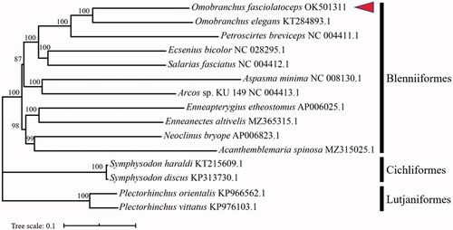 Figure 1. A phylogenetic tree for Omobranchus fasciolatoceps and other 14 species representing orders Blenniiformes, Cichliformes, and Lutjaniformes based on assembled nucleotide sequences of 13 protein-coding, two rRNAs genes, and 22 tRNAs genes. The number on each node indicates the values of ultrafast bootstrap (UFB) of 1000 replications.